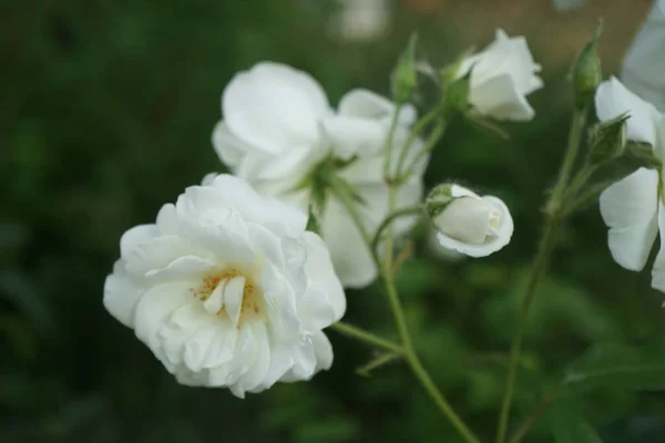Bela Rosa Arbusto Floresce Com Flores Brancas Junho Rosas Jardim — Fotografia de Stock