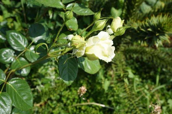 Haziran Bahçede Elfe Isminde Bir Krema Tırmanışı Bahçe Gülleri Ağırlıklı — Stok fotoğraf