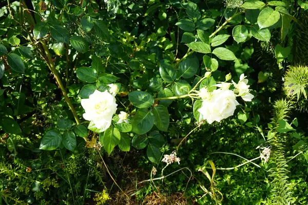 Cream Climbing Rose Elfe June Garden Garden Roses Predominantly Hybrid — Stock Photo, Image