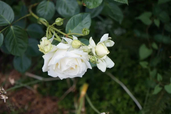 Sahnekletterrose Elfe Juni Garten Gartenrosen Sind Überwiegend Hybridrosen Die Als — Stockfoto