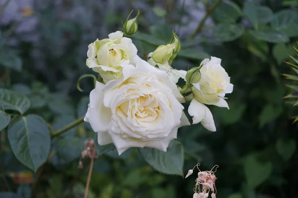 六月在花园里 奶油爬上玫瑰 Elfe 园中的玫瑰主要是杂交玫瑰 在花园里作为观赏植物种植 德国柏林 — 图库照片