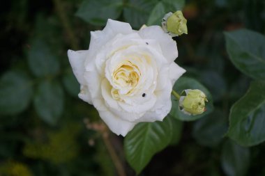 Haziran 'da bahçede 