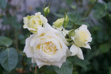 Haziran 'da bahçede 