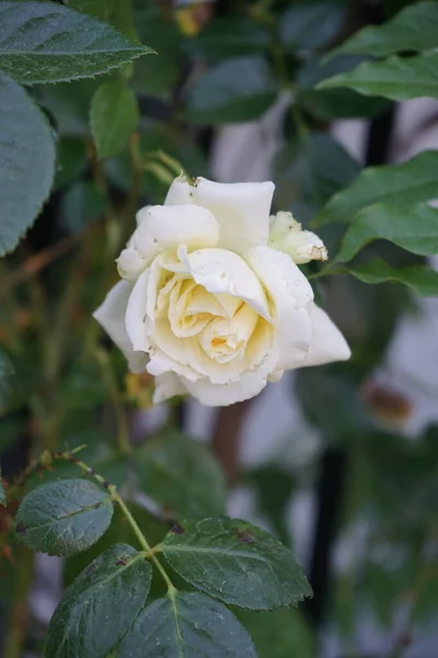 Rosa Trepadora Crema Elfe Junio Jardín Las Rosas Jardín Son —  Fotos de Stock