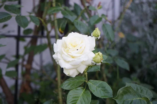 Escalada Creme Aumentou Elfe Junho Jardim Rosas Jardim São Predominantemente — Fotografia de Stock