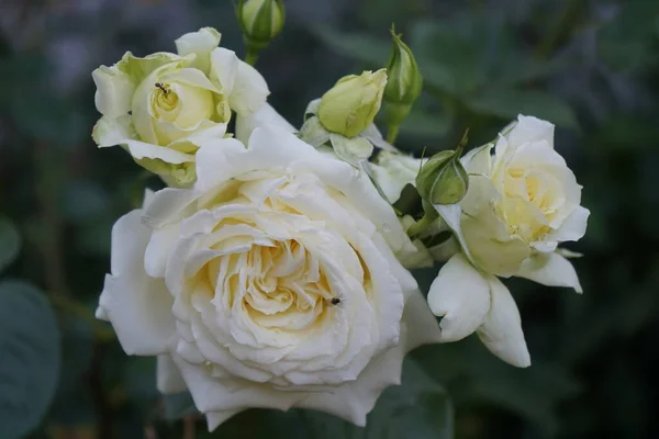 クリームクライミングは庭で6月に エルフ を上昇させました 庭のバラは主に庭の観賞植物として栽培されているハイブリッドバラです ドイツ ベルリン — ストック写真