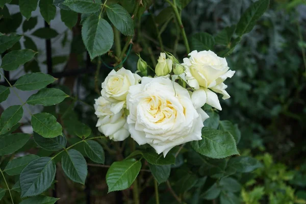 Krem Wspinaczkowy Róży Elfe Czerwcu Ogrodzie Róże Ogrodowe Głównie Hybrydowe — Zdjęcie stockowe