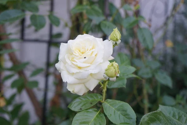 クリームクライミングは庭で6月に エルフ を上昇させました 庭のバラは主に庭の観賞植物として栽培されているハイブリッドバラです ドイツ ベルリン — ストック写真