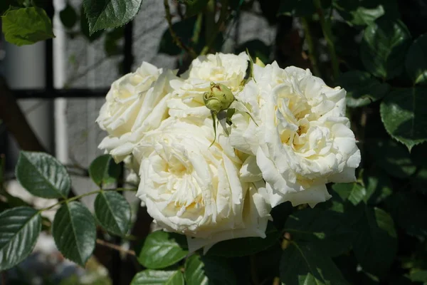 Sahnekletterrose Elfe Juni Garten Gartenrosen Sind Überwiegend Hybridrosen Die Als — Stockfoto