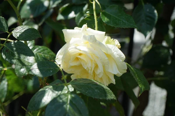 六月在花园里 奶油爬上玫瑰 Elfe 园中的玫瑰主要是杂交玫瑰 在花园里作为观赏植物种植 德国柏林 — 图库照片