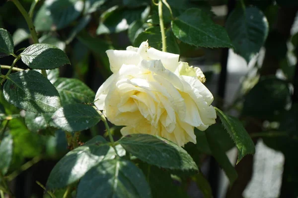 Escalada Creme Aumentou Elfe Junho Jardim Rosas Jardim São Predominantemente — Fotografia de Stock