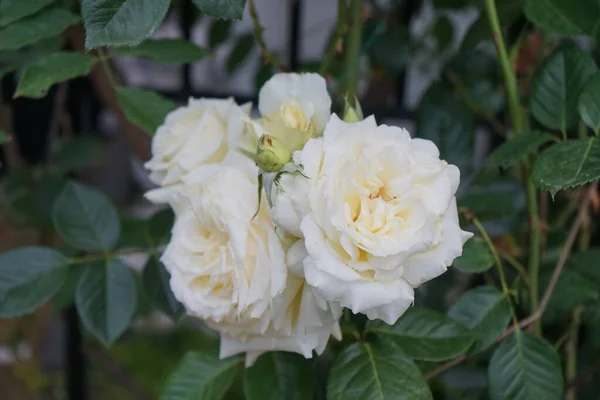 Escalada Creme Aumentou Elfe Junho Jardim Rosas Jardim São Predominantemente — Fotografia de Stock