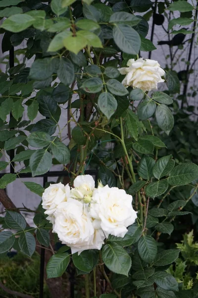 Rosa Trepadora Crema Elfe Junio Jardín Las Rosas Jardín Son —  Fotos de Stock