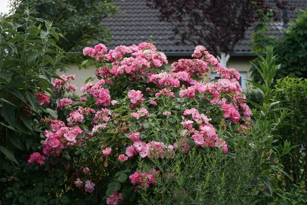 Róża Ozdobna Marion Odmiana Marion Ruiter Różowa Róża Ogrodowa Jako — Zdjęcie stockowe