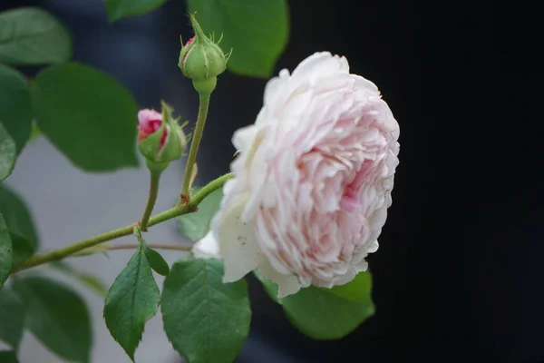 Rosa Inglesa James Galway Criada Por David Austin Impresionantemente Hermosas —  Fotos de Stock