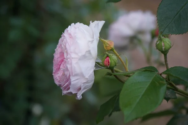 Angielska Róża James Galway Hodowli Davida Austina Imponująco Piękne Kwiaty — Zdjęcie stockowe