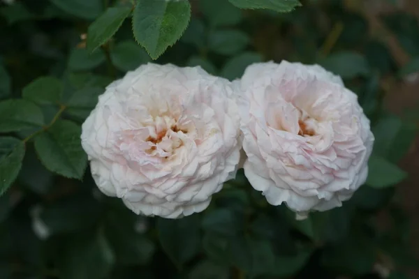 Rosa Inglese James Galway Allevata David Austin Fiori Rosetta Incredibilmente — Foto Stock