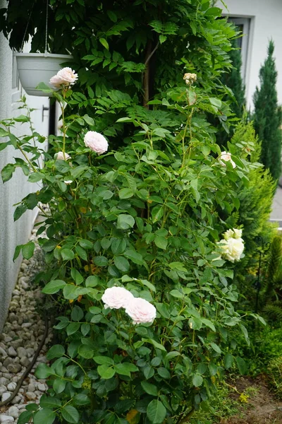 영국의 제임스 골웨이 데이비드 오스틴에 재배되었다 아름답고 아름다운 로제트 맛있는 — 스톡 사진