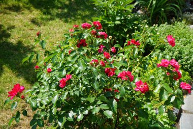 'Rotilia' yatağı, bakanın tüm duyularını cezbeder. Bolluk yığınının bireysel kase şeklindeki çiçekleri gevşek bir şekilde doldurulur ve beş santimetre çapa sahiptir. Berlin, Almanya 