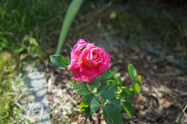 Wspólna Zielona Mucha Butelki Lucilia Sericata Siedzi Głęboko Różowym Rose — Zdjęcie stockowe