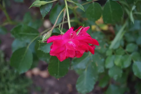 Die Bettrose Rotilia Betört Alle Sinne Des Betrachters Die Einzelnen — Stockfoto