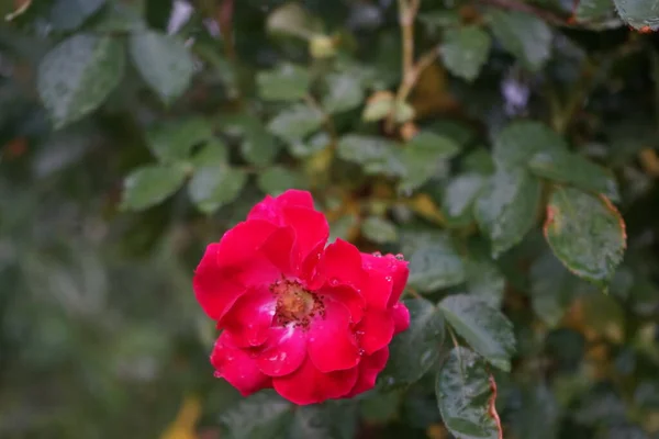 Ліжко Троянди Ротілія Викликає Усіх Сенсаціях Співрозмовника Окремі Квітки Формі — стокове фото