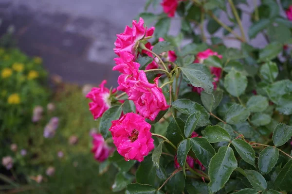 Die Bettrose Rotilia Betört Alle Sinne Des Betrachters Die Einzelnen — Stockfoto