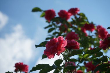 Tırmanan gül haziran ayında koyu pembe çiçekler oluşturur. Berlin, Almanya  