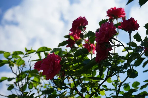 Die Kletterrose Bildet Juni Dunkelrosa Blüten Berlin Deutschland — Stockfoto