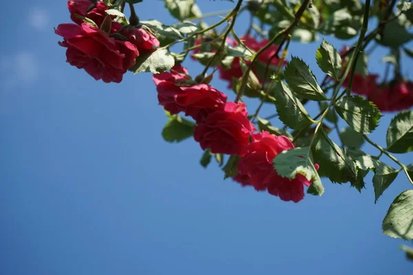 Die Kletterrose Bildet Juni Dunkelrosa Blüten Berlin Deutschland — Stockfoto