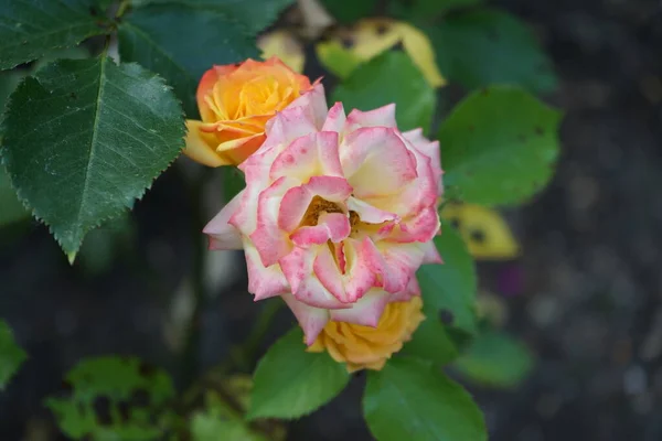 Eine Bunte Rose Rot Orange Weißen Tönen Blüht Juni Garten — Stockfoto