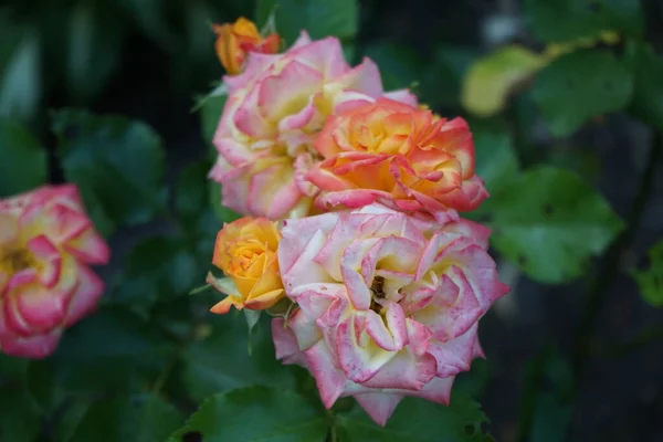 Una Rosa Multicolor Tonos Rojo Naranja Blanco Florece Junio Jardín — Foto de Stock