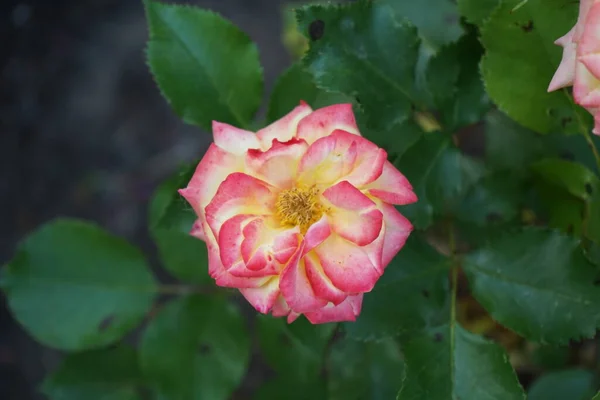 Una Rosa Multicolor Tonos Rojo Naranja Blanco Florece Junio Jardín —  Fotos de Stock