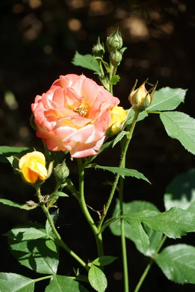 Eine Bunte Rose Rot Orange Weißen Tönen Blüht Juni Garten — Stockfoto