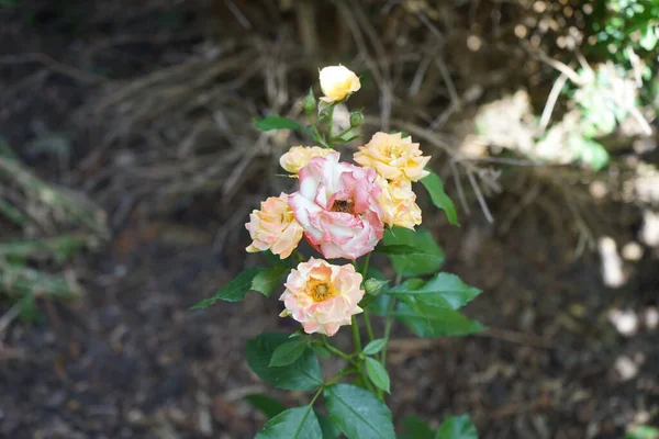 Wielokolorowa Róża Czerwono Pomarańczowo Białych Odcieniach Kwitnie Czerwcu Ogrodzie Róże — Zdjęcie stockowe