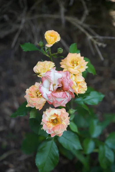 Uma Rosa Multicolorida Tons Vermelho Laranja Branco Floresce Junho Jardim — Fotografia de Stock