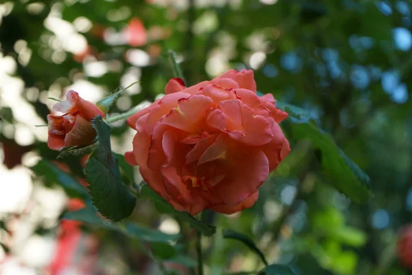 橘红色的玫瑰在六月形成了大花 德国柏林 — 图库照片