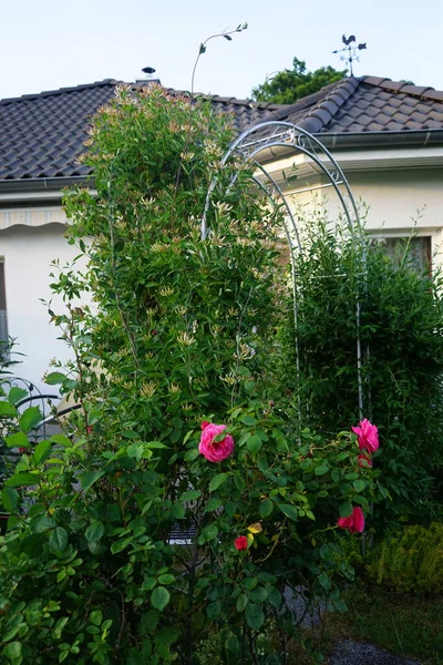 Klimroos Pink Climber Vormt Juni Donkerroze Bloemen Tuin Berlijn Duitsland — Stockfoto