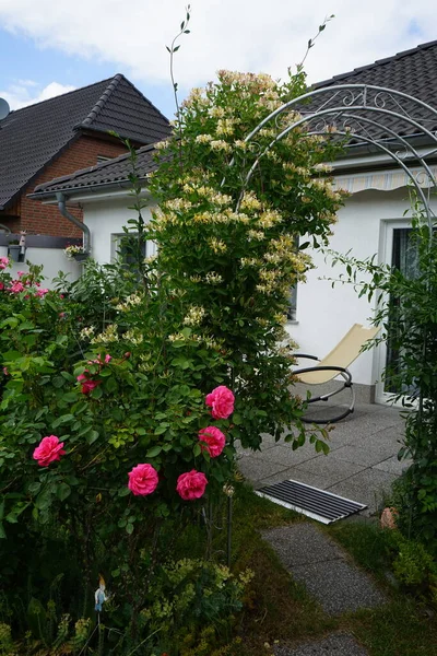 園内には6月に登山バラの ピンククライマー が濃いピンク色の花を咲かせます ドイツ ベルリン — ストック写真