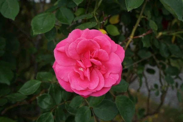 園内には6月に登山バラの ピンククライマー が濃いピンク色の花を咲かせます ドイツ ベルリン — ストック写真