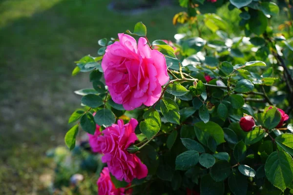 Rose Grimpante Pink Climber Forme Des Fleurs Rose Foncé Juin — Photo