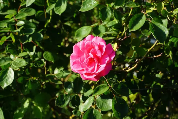 Róża Wspinaczkowa Pink Climber Tworzy Ciemnoróżowe Kwiaty Czerwcu Ogrodzie Berlin — Zdjęcie stockowe