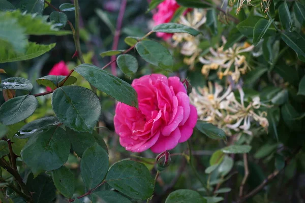 在花园里 攀爬的玫瑰 粉红攀登者 形成了深红色的花朵 德国柏林 — 图库照片