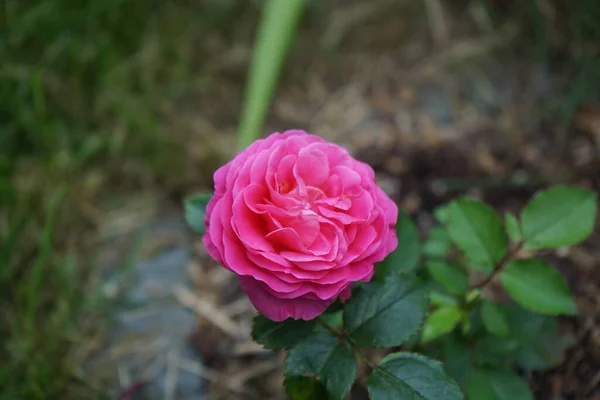 Mászó Rózsa Rózsaszín Hegymászó Alkot Sötét Rózsaszín Virágok Júniusban Kertben — Stock Fotó