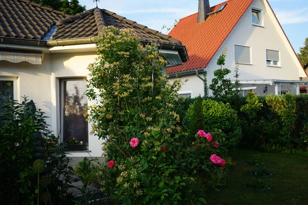 Klimroos Pink Climber Vormt Juni Donkerroze Bloemen Tuin Berlijn Duitsland — Stockfoto