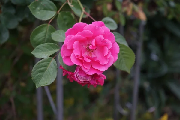 Скалолазание Розы Розовый Альпинист Формирует Темно Розовые Цветы Июне Саду — стоковое фото