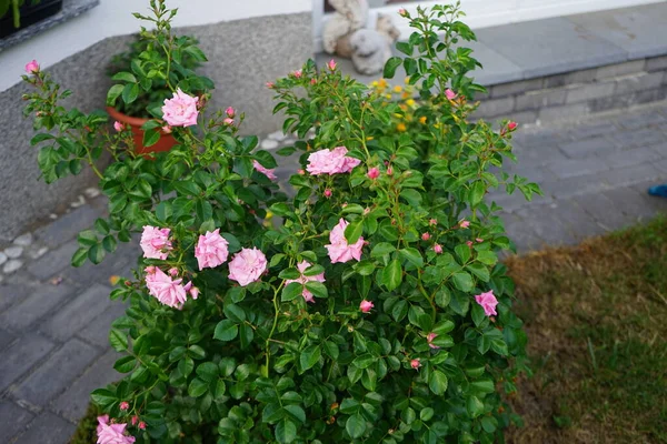 地上カバーのバラ パルメンガルテンフランクフルト 広いブッシュを成長させ 最大80 Cmの高さです 鮮やかなピンク色の花は2重に豊富です ドイツ ベルリン — ストック写真