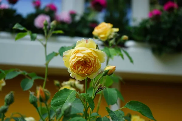 Gele Rozenstruik Vormt Juni Grote Bloemen Berlijn Duitsland — Stockfoto