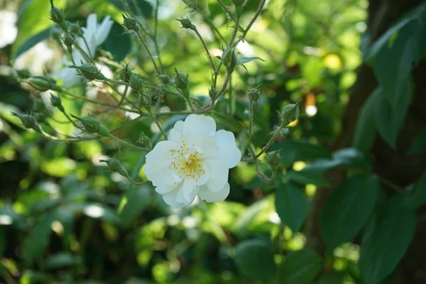 White Rose Bush Forms Large Flowers June Berlin Germany — Stock Photo, Image