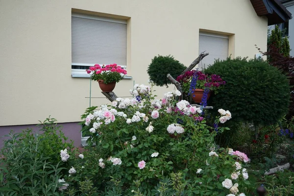 Roze Rozenstruik Vormt Juni Grote Bloemen Berlijn Duitsland — Stockfoto